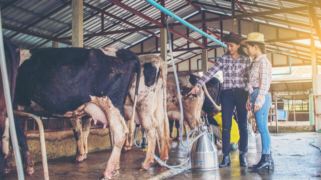 Two farmers in a milking facility with cows