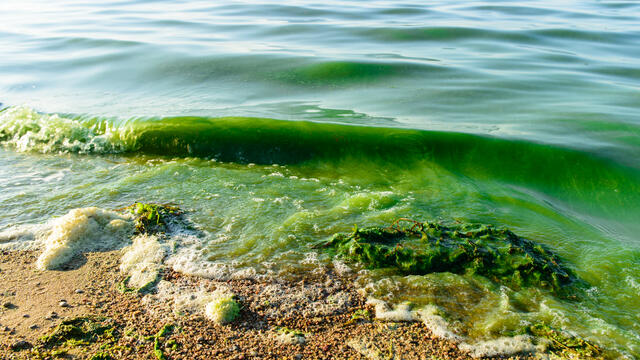 Algal bloom on a shore.