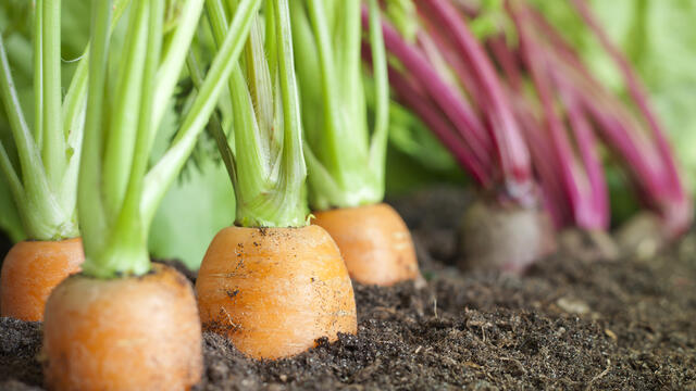 Carrots and beets growing in a garden