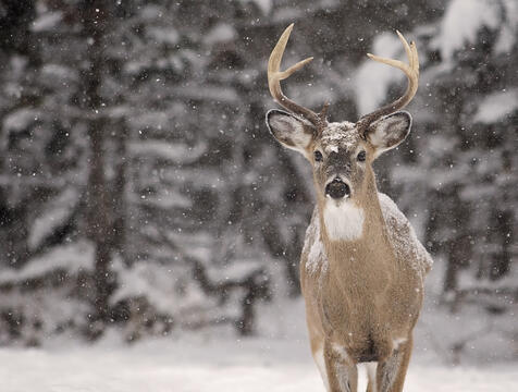 An antler buck stands in snow covered field.