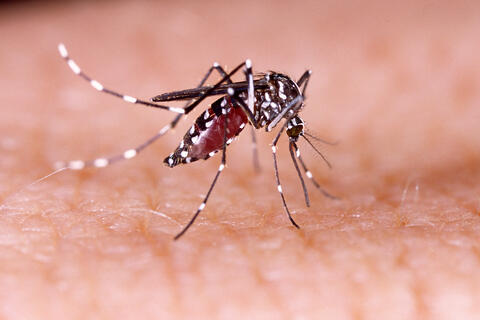 Aedes Aegypti mosquito