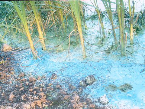 Blue-Green Algae Fox Lake
