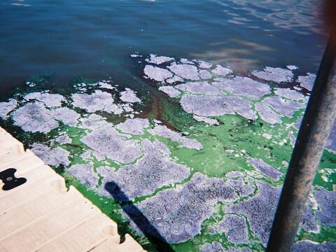 Blue-Green Algae