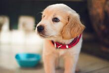Close up of a puppy with a red collar