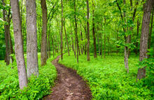 A path through a forest.