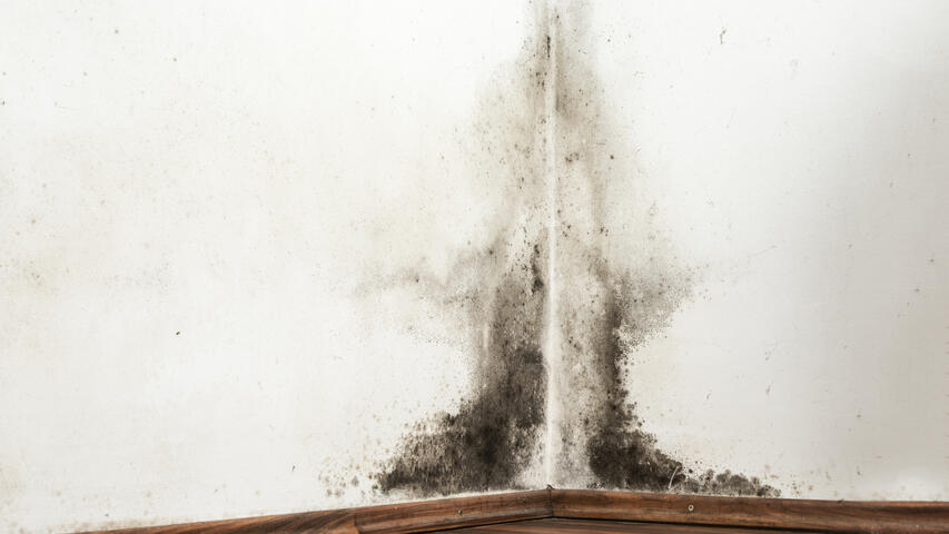Mold on interior of a corner in the wall
