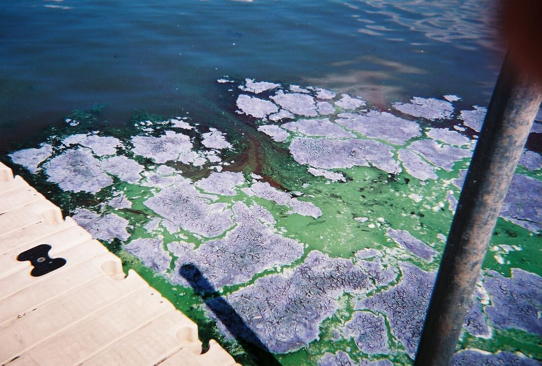 Blue-Green Algae