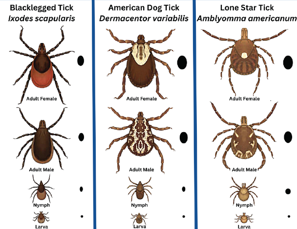 Wisconsin tick size comparison